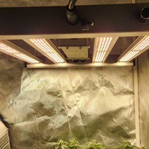 New grow light