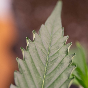 Light or heat stress leaf curling.jpg