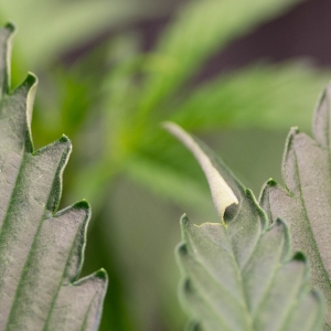 Light or heat stress leaf curling at edges.jpg