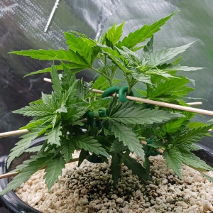 Girl Scout Cookies 09 December 2024.jpg