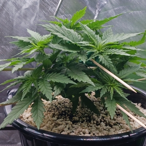 Girl Scout Cookies 11 December 2024.jpg