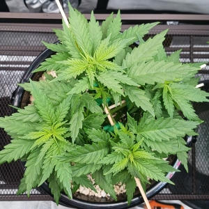 Girl Scout Cookies 11 December 2024 1.jpg