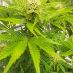 main plant buds.jpg