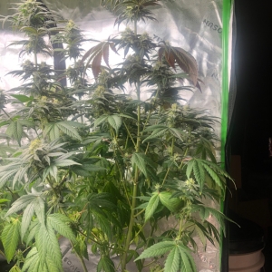 Taller Fat Bastard #9 Day45Flower Quad & LST 3g pot.jpeg