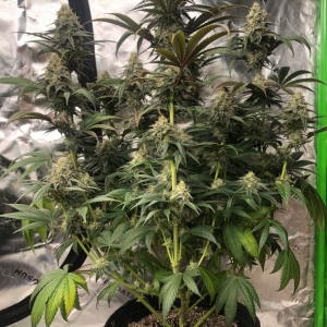 Shorter Fat Bastard #4 Day45Flower Quad noLST 3g pot.jpeg