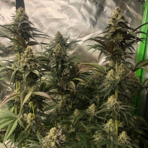 Shorter Fat Bastard colas2 #4 Day45Flower Quad noLST 3g pot.jpeg