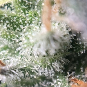 Shorter Fat Bastard trichs #4 Day45Flower.jpeg