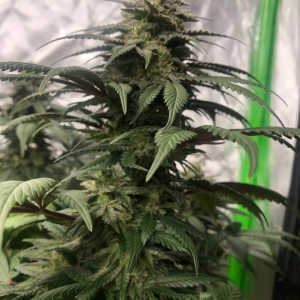 Blueberry Cheese #2, Day45Flower Cola.jpeg