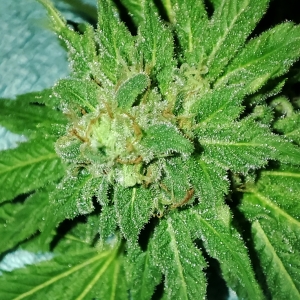 CBD#_bud1.jpg