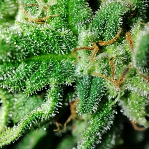 CBD#9_trichomes1.jpg