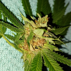 CBD#9_budrot1.jpg