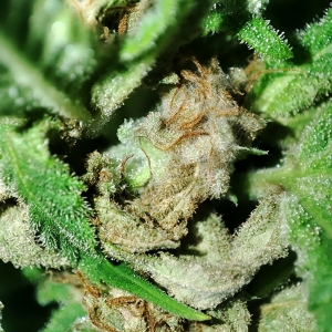 CBD#9_budrot2.jpg