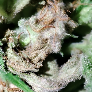 CBD#9_budrot3.jpg