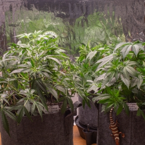 RQS Auto grow Update after training 12-12-24-1.jpg