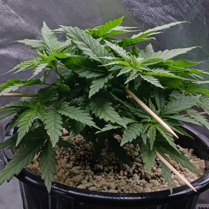 Girl Scout Cookies 12 December 2024.jpg