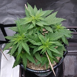 Girl Scout Cookies 12 December 2024 1.jpg