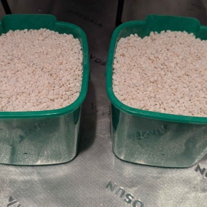 HempysFilledWithPerlite.jpg