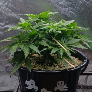 Girl Scout Cookies 13 December 2024.jpg