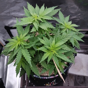 Girl Scout Cookies 13 December 2024 1.jpg