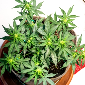 Super Mazar auto