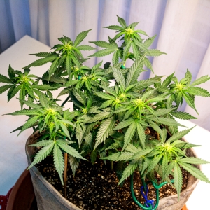 Super Mazar auto