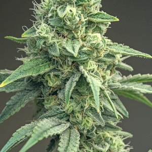 Day 47 of 88 MW bud 13 Dec.jpg