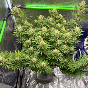 Ghost Train Haze #2 Day 109 Day 49 FLR