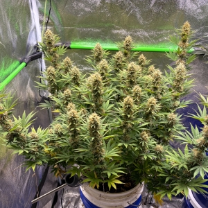 Ghost Train Haze #2 Day 109 Day 49 FLR