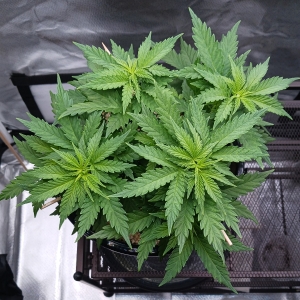 Girl Scout Cookies 14 December 2024 1.jpg