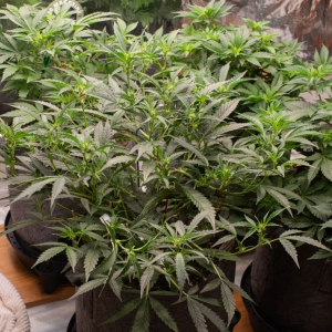 Royal Queen Seeds Royal Gorilla Auto Day 45.jpg