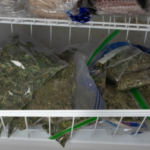 Trim popcorn bud freezer stash-1.jpg