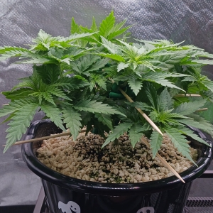 Girl Scout Cookies 15 December 2024.jpg