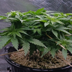 Girl Scout Cookies 16 December 2024.jpg