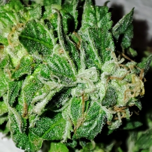 HI-BISCUS_trichomes1.jpg