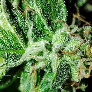 HI-BISCUS_trichomes2.jpg