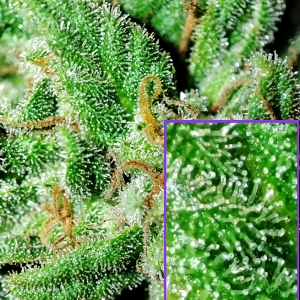 CBD#9_trichomes1.jpg