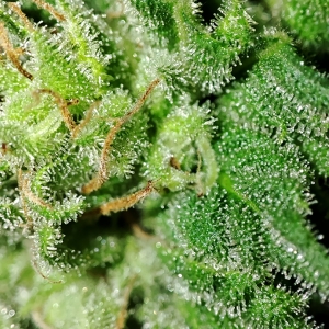 CBD#9_trichomes2.jpg