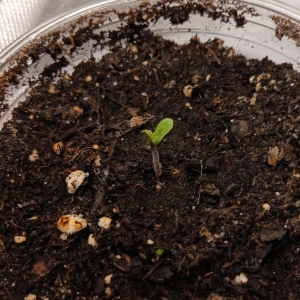 Mystery bean 18 December 2024.jpg