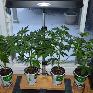 Afghani clones