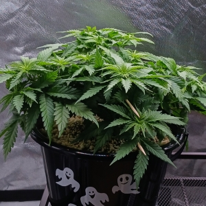 Girl Scout Cookies 19 December 2024.jpg