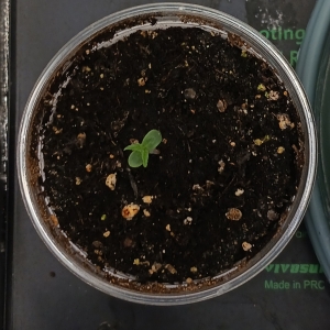 Mystery bean 19 December 2024 1.jpg