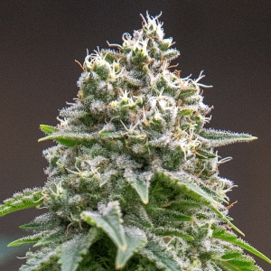 Day 53 of 94 HS bud 19 Dec.jpg