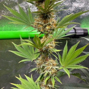 GTH#2Day116Day56FLRBud.JPG