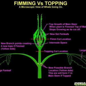 FIM'ing vs Topping.jpeg