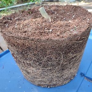 Nursery_POT_roots2.jpg