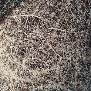 Nursery_POT_root4.jpg