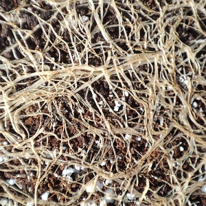 Nursery_POT_roots6.jpg