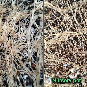 Root_closeup_comparison1.jpg