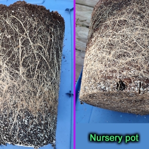 Root_ball_comparison1.jpg