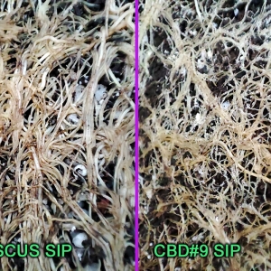 HI-BISCUS_SIP_vs_CBD#9_SIP-2.jpg